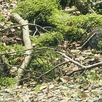 Fototapeet Ancient Green  SHX9-104