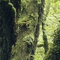 Fototapeet Ancient Green  SHX9-104