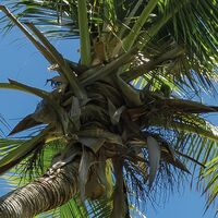 Fototapeet Cast Away Jungle  SHX9-106