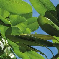 Fototapeet Cast Away Jungle  SHX9-106