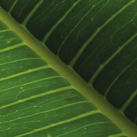 Fototapeet Cast Away Jungle  SHX9-106