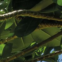 Fototapeet Cast Away Jungle  SHX9-106