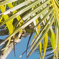 Fototapeet Coconut Heaven  SHX9-108Fototapeet Coconut Heaven  SHX9-108