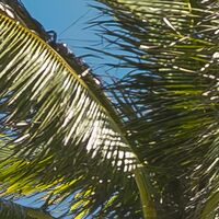 Fototapeet Coconut Heaven  SHX9-108