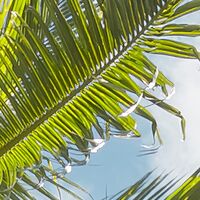 Fototapeet Coconut Heaven  SHX9-108