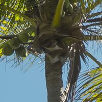 Fototapeet Coconut Heaven  SHX9-108