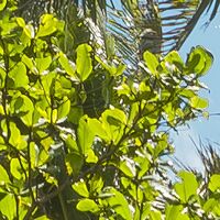 Fototapeet Coconut Heaven  SHX9-108