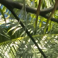 Fototapeet Fiji Dreams Boat  SHX9-109