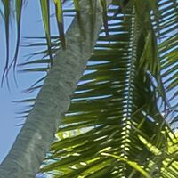 Fototapeet Fiji Dreams Boat  SHX9-109