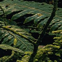 Fototapeet Fjordland Woods  SHX9-110