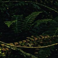 Fototapeet Fjordland Woods  SHX9-110