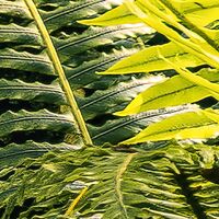 Fototapeet Fjordland Woods  SHX9-110