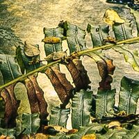 Fototapeet Fjordland Woods  SHX9-110