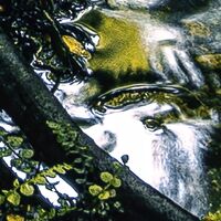 Fototapeet Fjordland Woods  SHX9-110