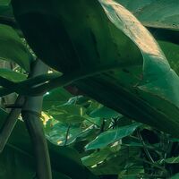 Fototapeet Green Leaves  SHX9-114