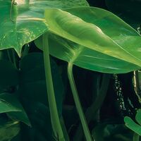 Fototapeet Green Leaves  SHX9-114