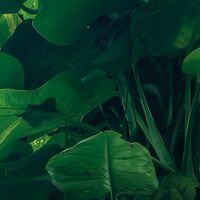 Fototapeet Green Leaves  SHX9-114