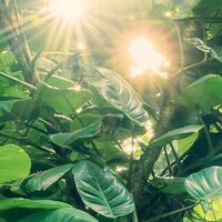 Fototapeet Green Leaves  SHX9-114