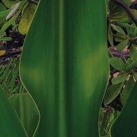 Fototapeet Hawaiian Dreams  SHX9-116