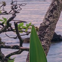 Fototapeet Hawaiian Dreams  SHX9-116