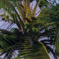 Fototapeet Hawaiian Dreams  SHX9-116