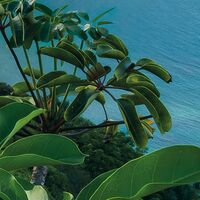 Fototapeet Jurassic Island  SHX9-117