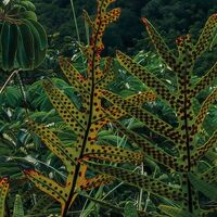 Fototapeet Jurassic Island  SHX9-117