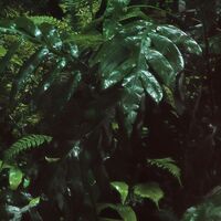 Fototapeet Secret Veil  SHX9-125