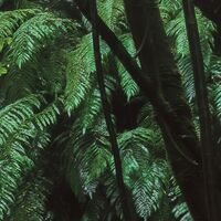 Fototapeet Secret Veil  SHX9-125