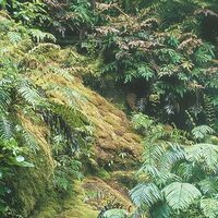 Fototapeet Secret Veil  SHX9-125