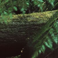 Fototapeet Secret Veil  SHX9-125