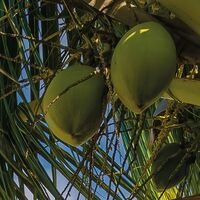 Fototapeet Strandoase Südsee SHX9-126