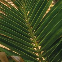 Fototapeet Strandoase Südsee SHX9-126