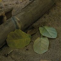 Fototapeet Strandoase Südsee SHX9-126