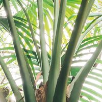 Fototapeet Touch the Jungle  SHX9-128