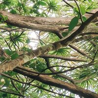 Fototapeet Touch the Jungle  SHX9-128