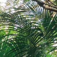 Fototapeet Touch the Jungle  SHX9-128