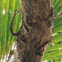 Fototapeet Touch the Jungle  SHX9-128