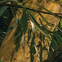 Fototapeet Golden Falls SHX9-131