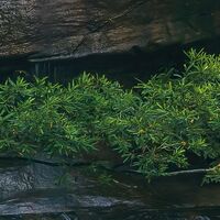 Fototapeet Golden Falls SHX9-131