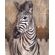 Fototapeet Zebra X4-1010 (Komar)