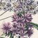 Фотообои Flowering Herbs X4-1011