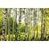 Фотообои Summer Birch Forest, 375×250 cm