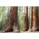 Фотообои Sequoia National Park, 375×250 cm
