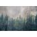 Фотообои Forest Landscape, 375×250 cm