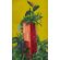 Fototapeet Komar FLX3-061 - Plant House