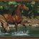 Sisustuskleebis RMK1016BCS Wild Horse Border