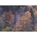 Fototapeet Komar SHX7-171 - A Million Dots