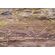 Fototapeet Komar SHX7-176 - African Wall