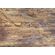 Fototapeet Komar SHX7-177 - African Wall